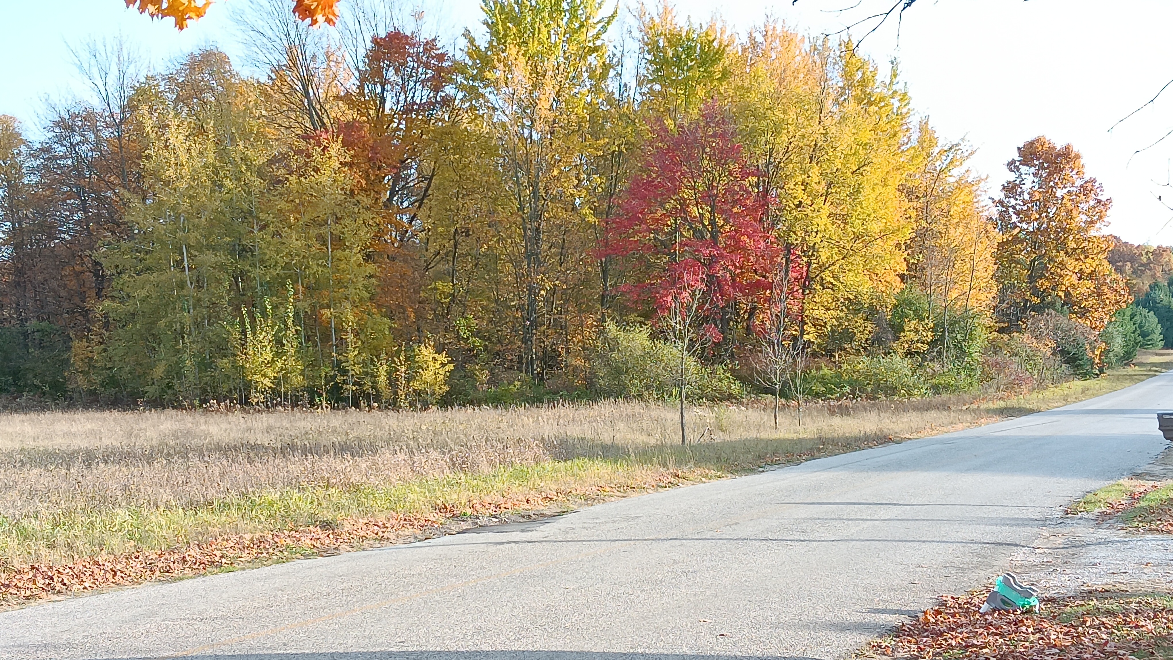 An image showing trees in autumn with a road cutting through the front